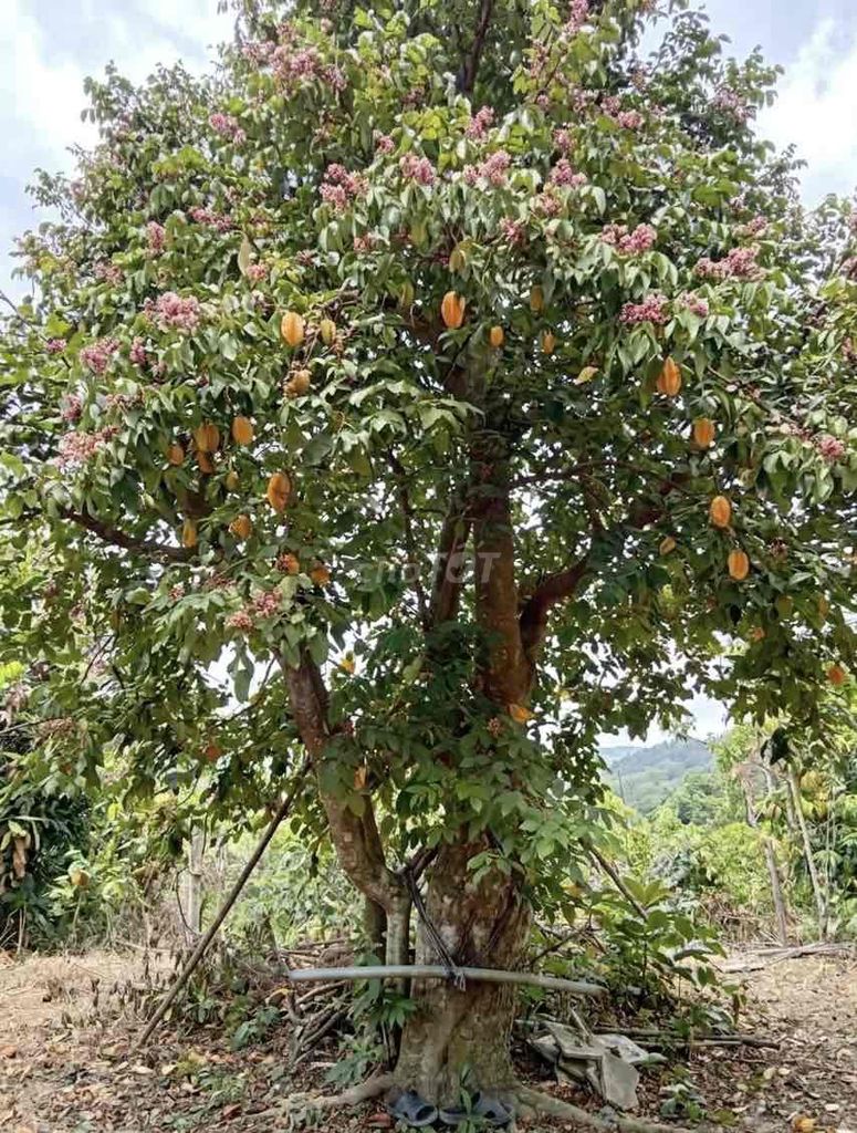 Cây khế lá xanh, quả vàng. Mua bán Cây cảnh, đồ trang trí tại Huyện Tam Bình Vĩnh Long được đăng bởi Thông hình 1