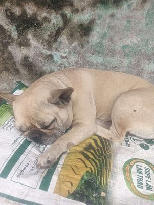 Chó Pug cái màu Nâu vàng