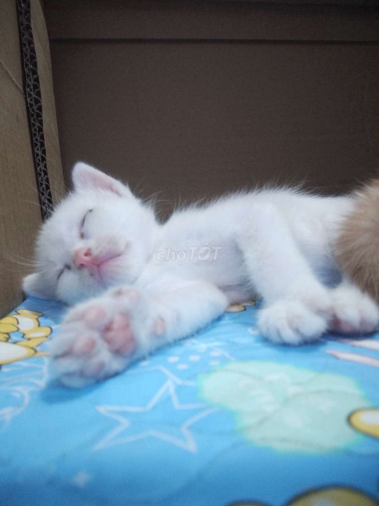 Mèo Anh lông ngắn con Trắng con. Mua bán Mèo tại Huyện Nhà Bè Tp Hồ Chí Minh được đăng bởi Nguyễn Công Hiếu hình 1