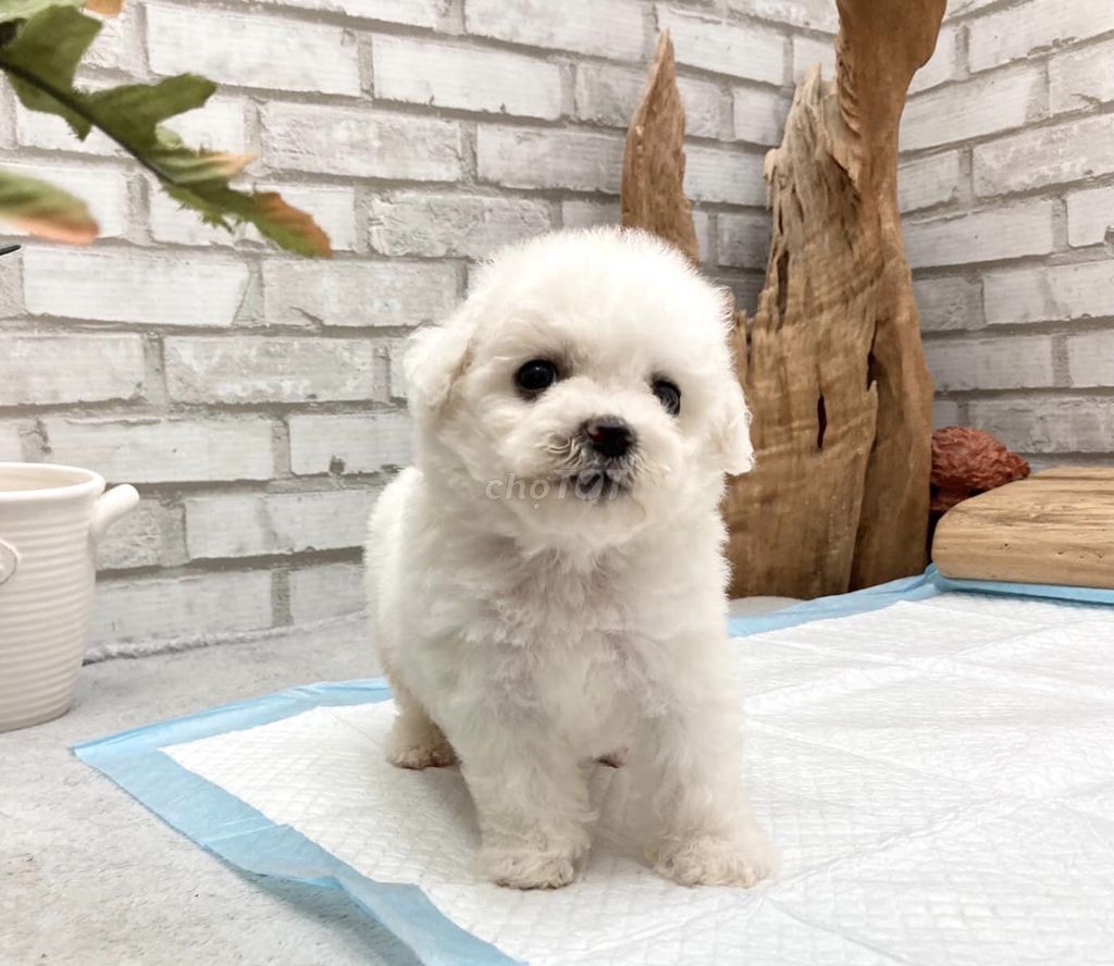 Poodle Trắng Tiny Cao Cấp