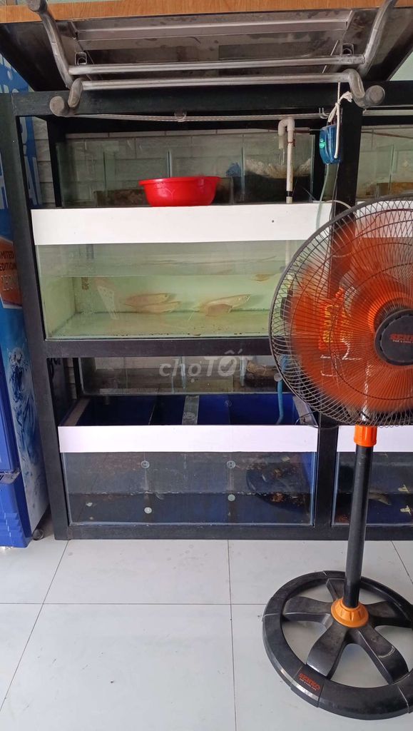 Hồ cá cảnh 90x50x40 cm. Mua bán Phụ kiện, Thức ăn, Dịch vụ tại Huyện Bắc Tân Uyên Bình Dương được đăng bởi Do Vu Thang hình 1