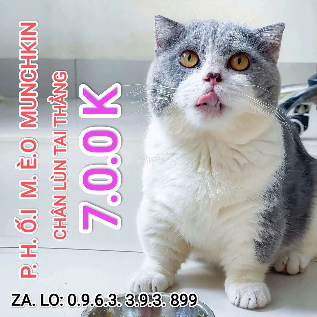 Dịch vụ phối mèo anh lông ngắn aln chân lùn giá rẻ. Mua bán Mèo tại Quận Thanh Xuân Hà Nội được đăng bởi Nguyễn Thị Uyển hình 1