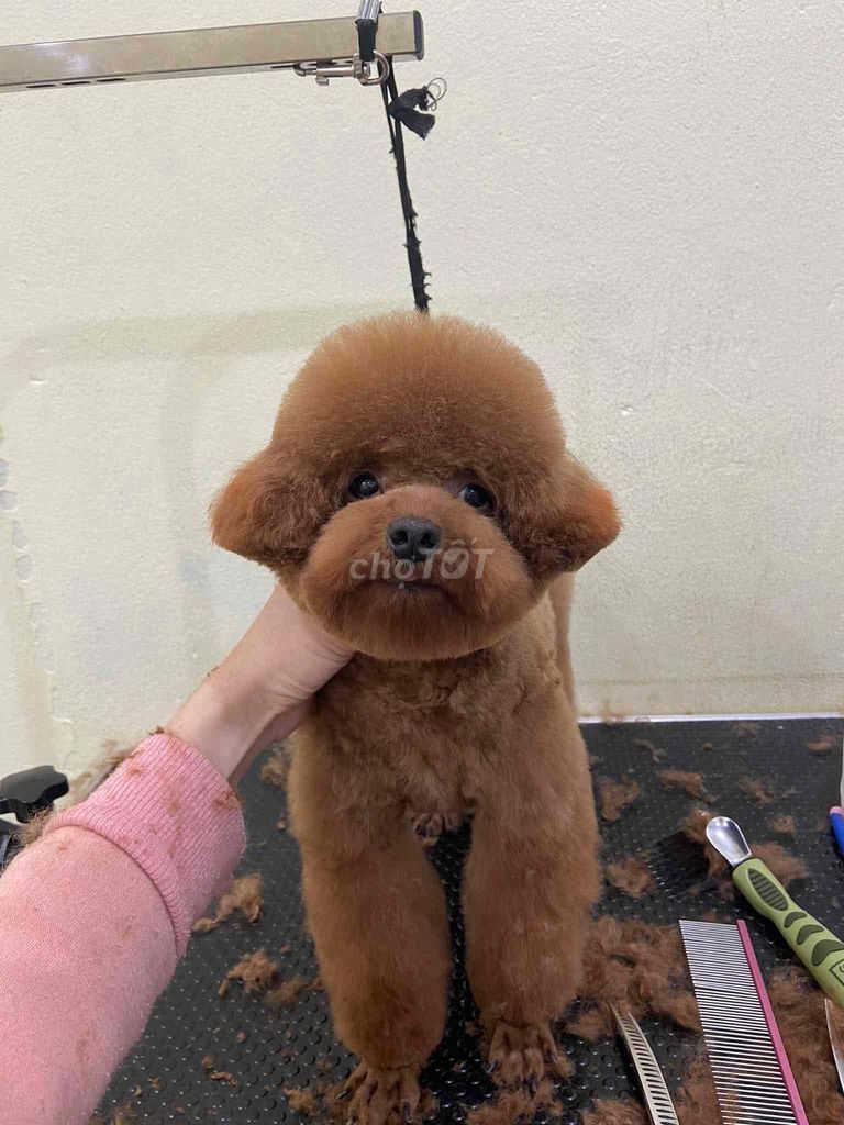 Chó Poodle cái 3 tuổi đã sinh sản. Mua bán Chó tại Huyện Thanh Trì Hà Nội được đăng bởi Pham Tien Dung hình 1