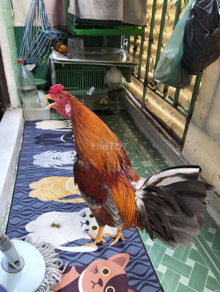 xám cuban mỹ 1k3 zin. Mua bán Gà tại Quận 5 Tp Hồ Chí Minh được đăng bởi Minh Ma Cam hình 1