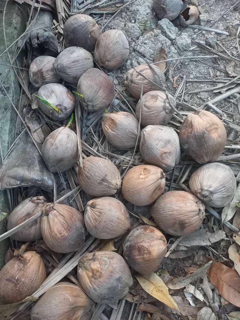 Cây giống Dừa dâu đang lên mộng. Mua bán Đồ chuyên dụng, Giống nuôi trồng tại Huyện Giồng Trôm Bến Tre được đăng bởi HUỲNH MINH THANH  hình 1