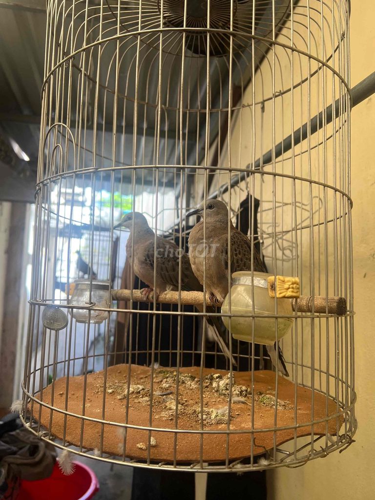 Chim cu gay Nâu 3 tháng. Mua bán Chim tại Huyện Hóc Môn Tp Hồ Chí Minh được đăng bởi MR RÔ hình 1