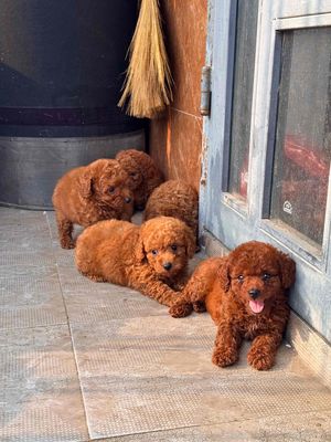 poodle nâu đỏ nhà nuôi. Mua bán Chó tại Quận Cẩm Lệ Đà Nẵng được đăng bởi Anh Pet Shop