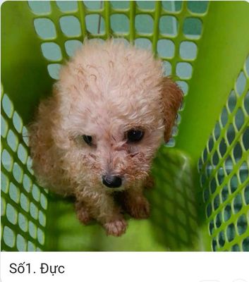 Bán 4 chú cún poodle con 2 tháng tuổi. Mua bán Chó tại Thành phố Thủ Đức Tp Hồ Chí Minh được đăng bởi Anh đào