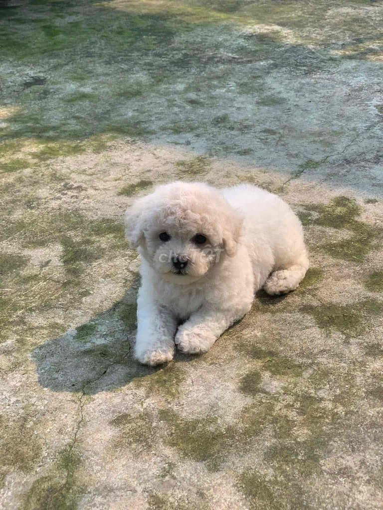 Chó Poodle Trắng Đã tiêm phòng. Mua bán Chó tại Thành phố Mỹ Tho Tiền Giang được đăng bởi Nguyễn Thị Huỳnh Mai hình 1