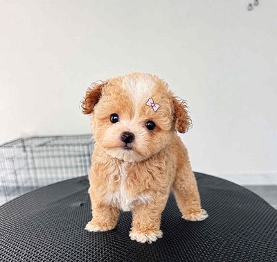 chó poodle xinh đẹp