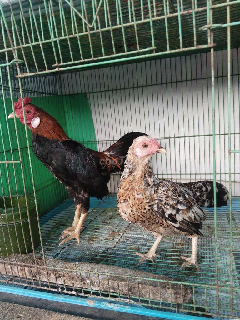 Gà tre cả trống và mái trống 4lang7 mái 3lang4. Mua bán Gà tại Quận 8 Tp Hồ Chí Minh được đăng bởi phúc hình 1