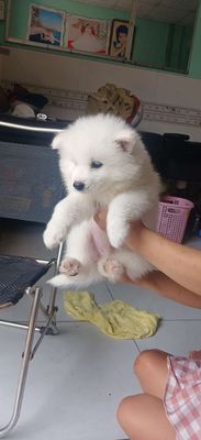 Chó Samoyed trắng 2 tháng tuổi