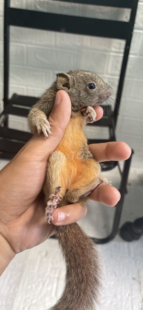 Sóc bông baby. Mua bán Thú cưng khác tại Thành phố Thuận An Bình Dương được đăng bởi nguyễn đăng nguyên  hình 1