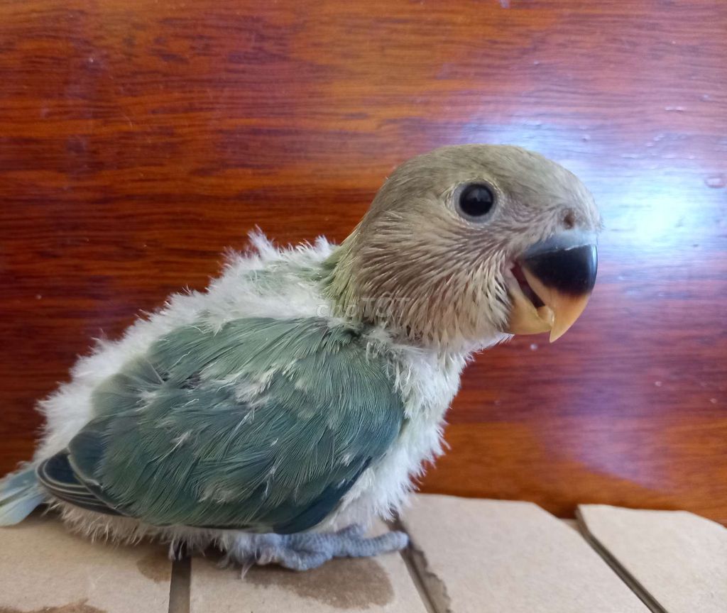 Chim Lovebird non xanh dương. Mua bán Chim tại Thị xã Gò Công Tiền Giang được đăng bởi Thanh hình 1