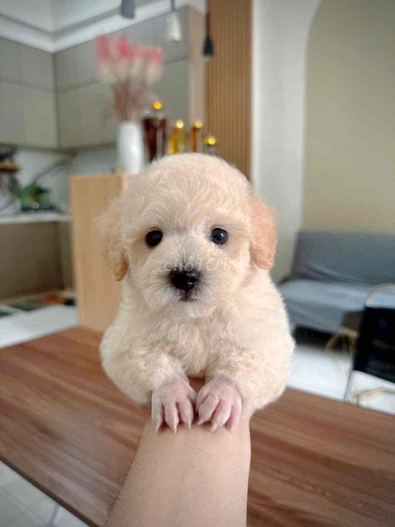Chó Poodle Tiny Đực Cái Mặt gấu. Mua bán Chó tại Quận Ninh Kiều Cần Thơ được đăng bởi Trại Cún Kiên Phạm hình 1