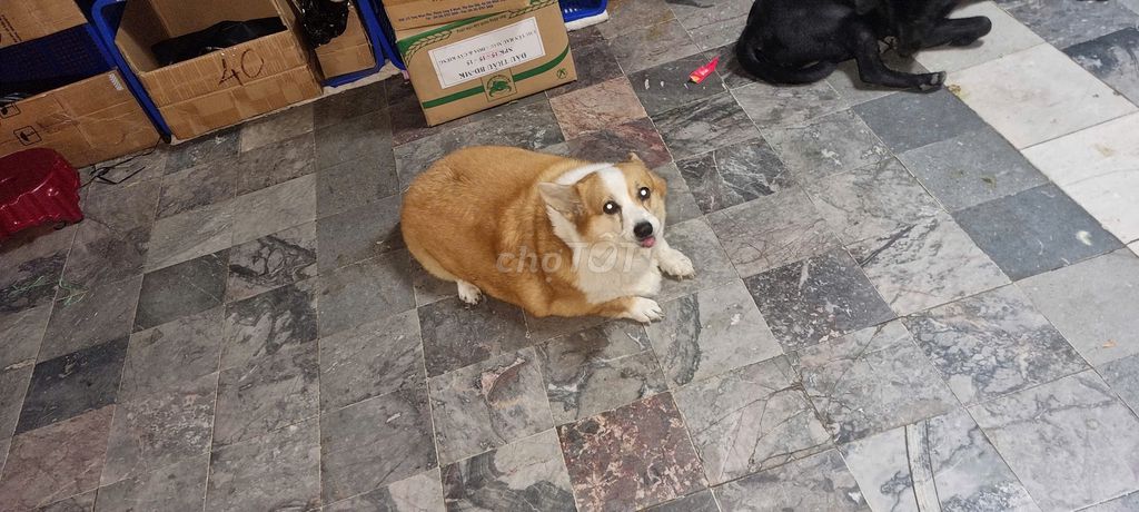 CORGI CÁI DỄ ĂN