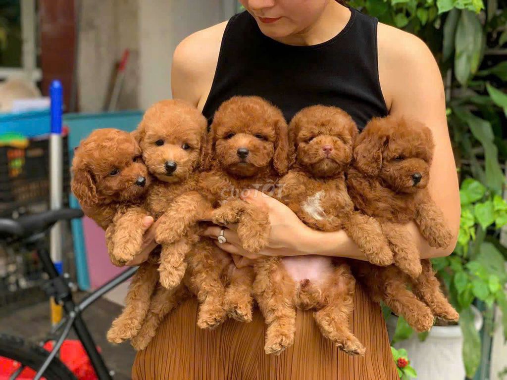 Chó Poodle con khỏe mạnh. Mua bán Chó tại Quận 6 Tp Hồ Chí Minh được đăng bởi Linh Phạm hình 1