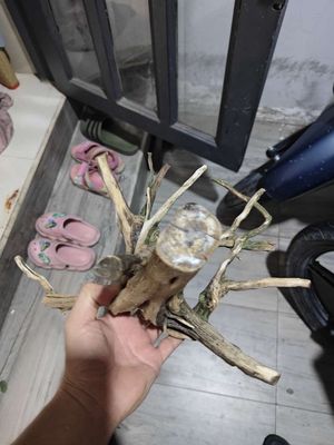 Có cái gốc lũa cá ko dùng. Mua bán Thú cưng khác tại Thành phố Thủ Đức Tp Hồ Chí Minh được đăng bởi Luân NV