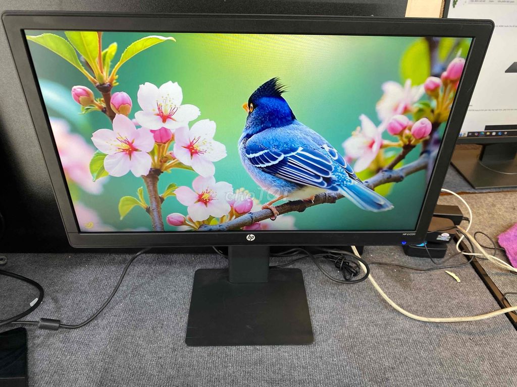 🖥️ MÀN HÌNH HP 23" VĂN PHÒNG CỰC NGON