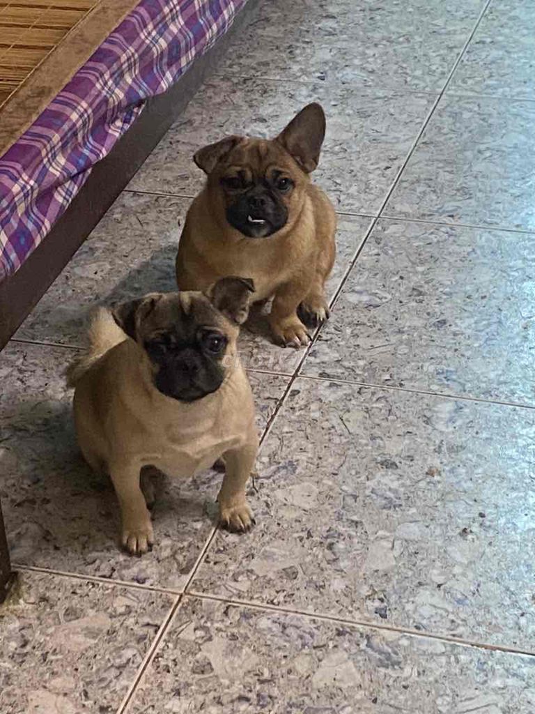 Chó Pug lai Nâu Đực Cái. Mua bán Chó tại Quận Hà Đông Hà Nội được đăng bởi a béo hình 1