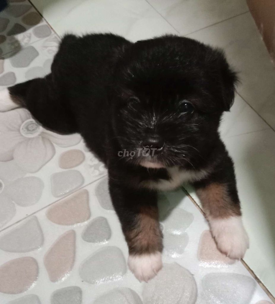 Chó Lai Đen, nâu, trắng. Mua bán Chó tại Thành phố Thủ Dầu Một Bình Dương được đăng bởi Lê Bảo  hình 1