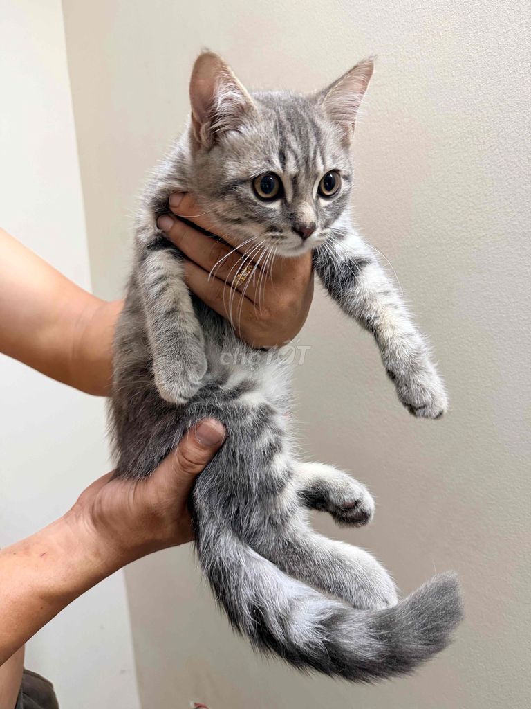 Mèo Anh lông ngắn cái xám. Mua bán Mèo tại Quận Tân Bình Tp Hồ Chí Minh được đăng bởi Hoàng thy hình 1