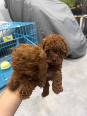 Poodle nâu đỏ nhà đẻ