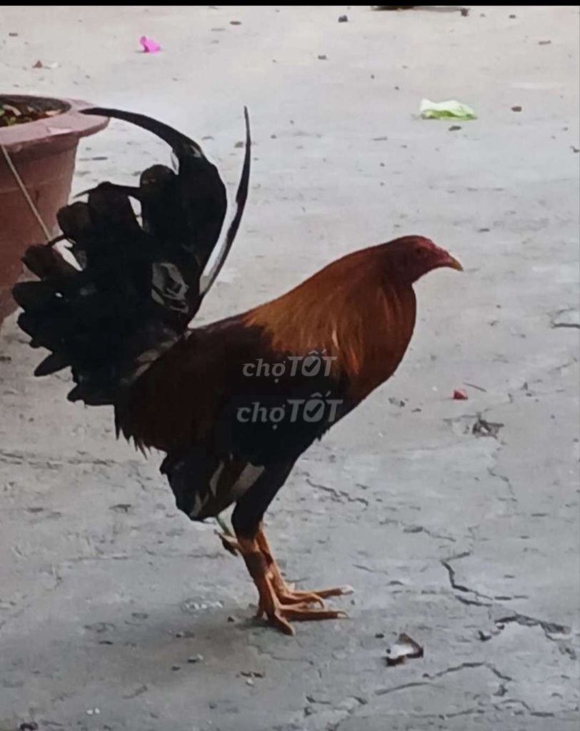 Gà trống tre mỹ tơ kelso. Mua bán Gà tại Quận Bình Thuỷ Cần Thơ được đăng bởi Trần Văn Tuấn hình 1