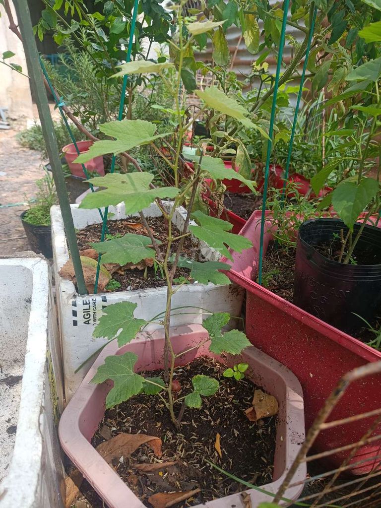 Bán cây giống nho kẹo, bailey cây ghép nhà trồng