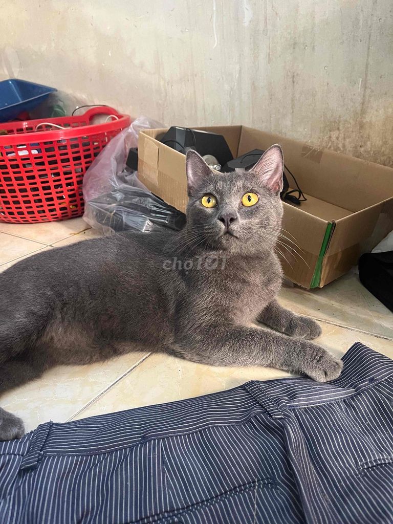 Mèo Anh tai cụp đen 1.5 năm. Mua bán Mèo tại Quận Tân Phú Tp Hồ Chí Minh được đăng bởi Trương Hiệp hình 1