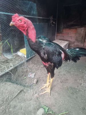 Ô 29. Mua bán Gà tại Huyện Củ Chi Tp Hồ Chí Minh được đăng bởi gà chọi củ chi