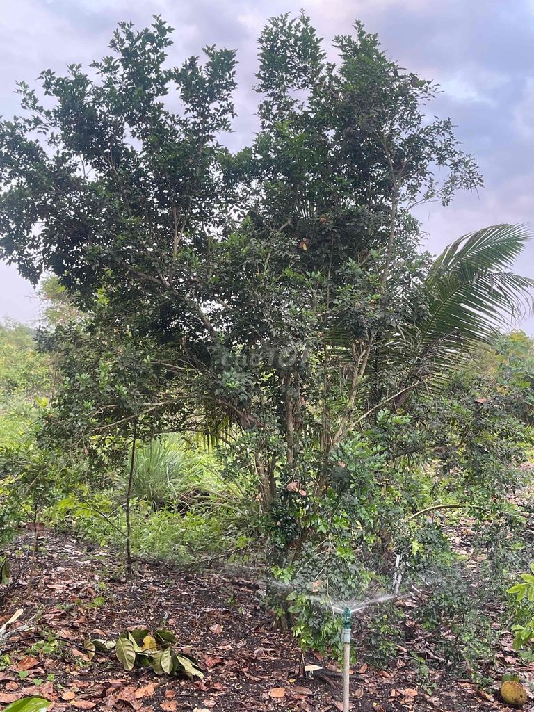 Cây Nguyệt quế lâu năm 30-40cm. Mua bán Cây cảnh, đồ trang trí tại Thành phố Long Khánh Đồng Nai được đăng bởi Huynh thanh phong hình 1