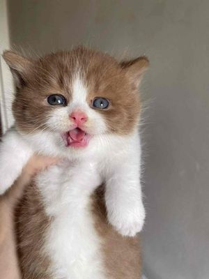 NHẬN PHỐI BICIN LÙN WCF. Mua bán Mèo tại Quận 7 Tp Hồ Chí Minh được đăng bởi Nhà Mèo Amaris