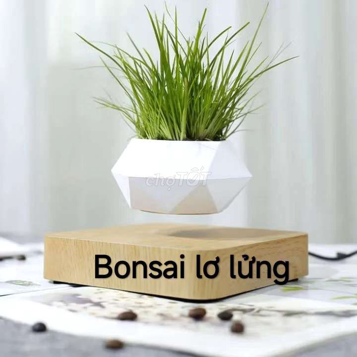 Chậu bonsai bay lơ lửng