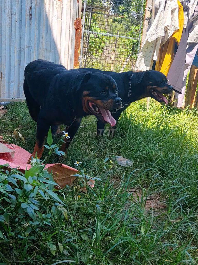 Rottweiler Đực 55kg.nhận phối giống. Mua bán Chó tại Thị xã Bến Cát Bình Dương được đăng bởi Malinois bình dương  hình 3