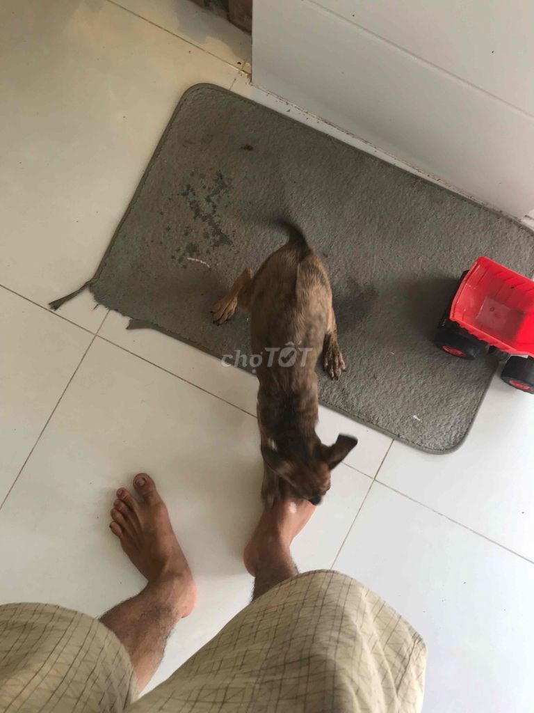 Chó Phú Quốc vện cái có xoáy. Mua bán Chó tại Quận Ninh Kiều Cần Thơ được đăng bởi Trần Ngọc Linh hình 1