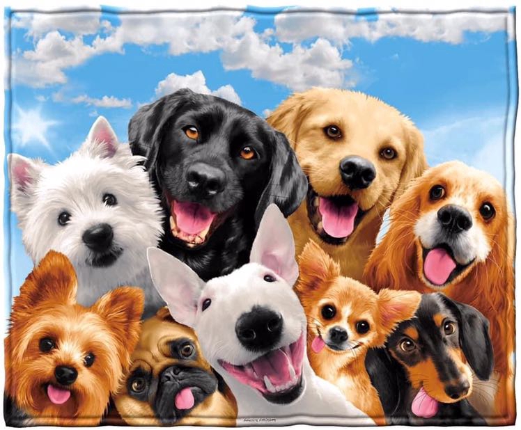 Sampet - Siêu thị Alaska, Samoyed, Golden uy tins tại Quận Nam Từ Liêm, Hà Nội hình 1