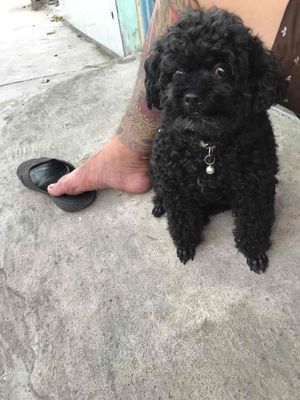 Chó Poodle nhỏ đen
