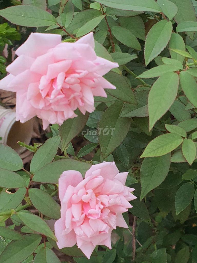 Hoa hồng hồng dễ chăm sóc. Mua bán Cây cảnh, đồ trang trí tại Thành phố Vũng Tàu Bà Rịa - Vũng Tàu được đăng bởi Trong hình 1