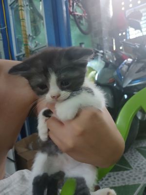 Mèo Anh lông ngắn lai Ba Tư 1 tháng