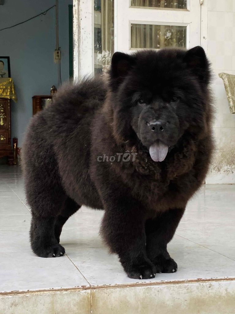 BÉ CHOWCHOW ĐEN KHỦNG LONG