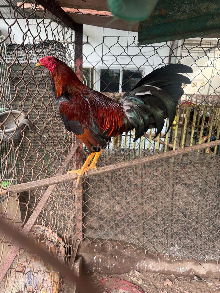 Gà trống Điều tơ. Mua bán Gà tại Quận Bình Thạnh Tp Hồ Chí Minh được đăng bởi Lâm Phúc hình 1