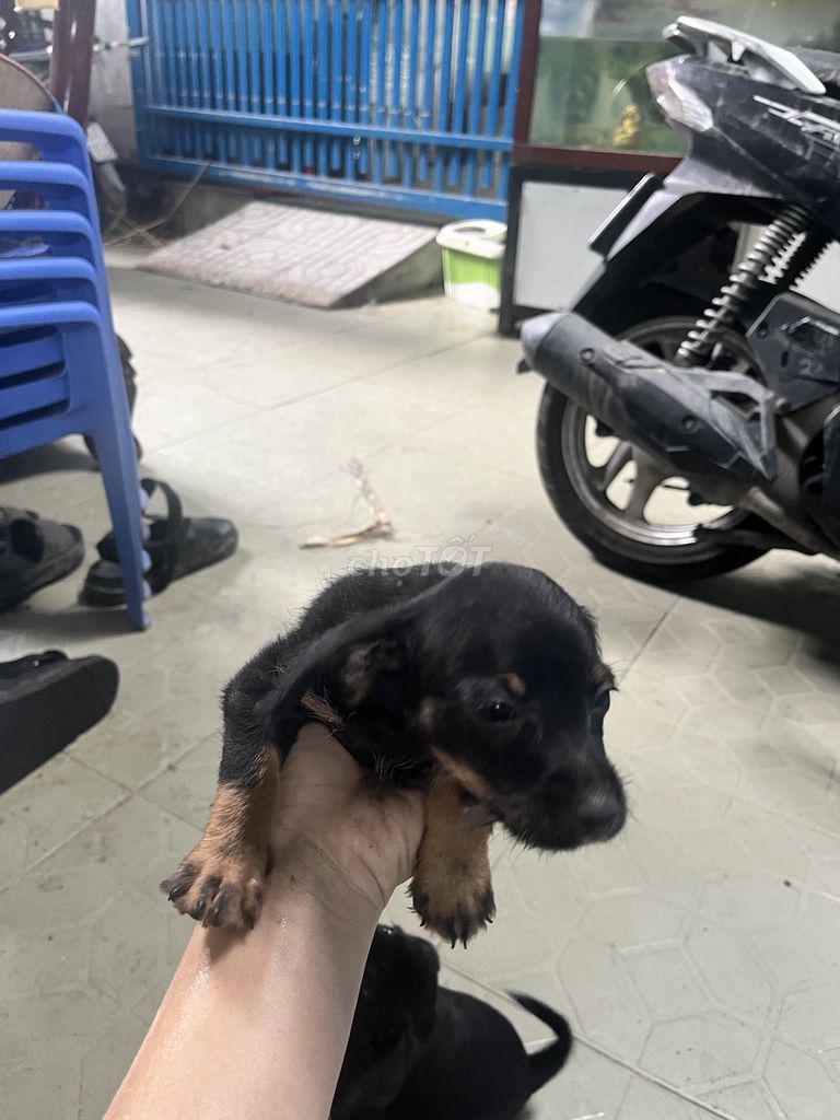 Chó fox lai 2 tháng tuổi. Mua bán Chó tại Quận Tân Phú Tp Hồ Chí Minh được đăng bởi Huê hình 1
