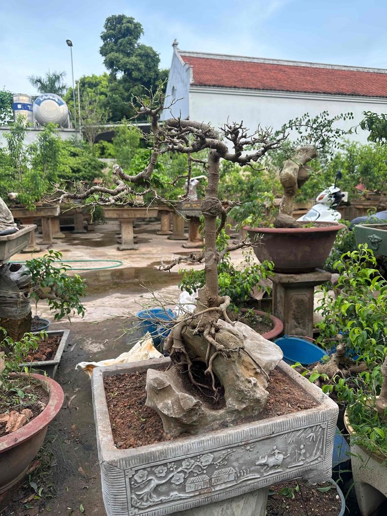 Cây cảnh Sanh Nam Điền dáng trực văn nhân già. Mua bán Cây cảnh, đồ trang trí tại Quận Long Biên Hà Nội được đăng bởi Nguyen Thanh hình 1