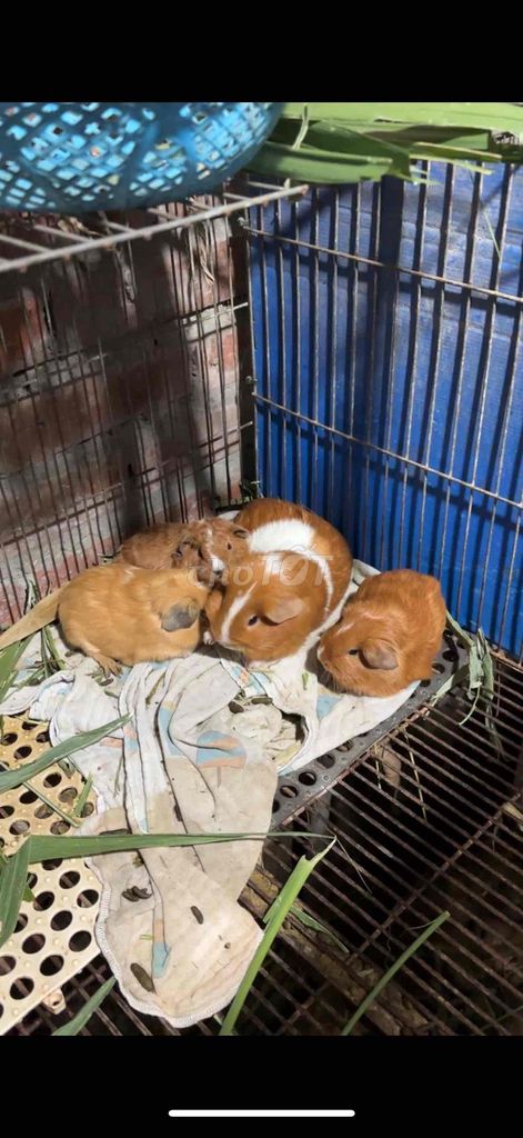 Bọ ú ame. Mua bán Thú cưng khác tại Huyện Tiên Du Bắc Ninh được đăng bởi Mr Hoàng hình 1