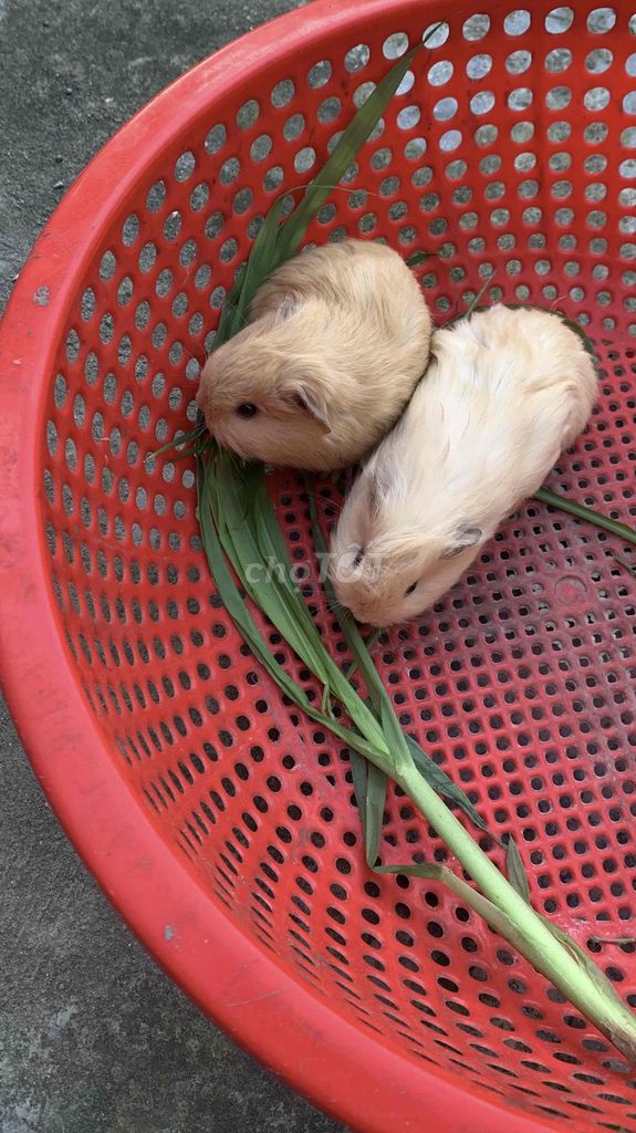 Bọ ú Ame đực 1 tháng tuổi. Mua bán Thú cưng khác tại Huyện Gia Lộc Hải Dương được đăng bởi Đồng Văn Ngọc hình 1