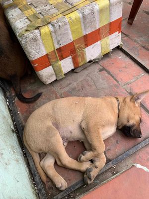 chó béc đức trên 3 tháng nặng 7kg. Mua bán Chó tại Quận Nam Từ Liêm Hà Nội được đăng bởi gọi vào việc 
