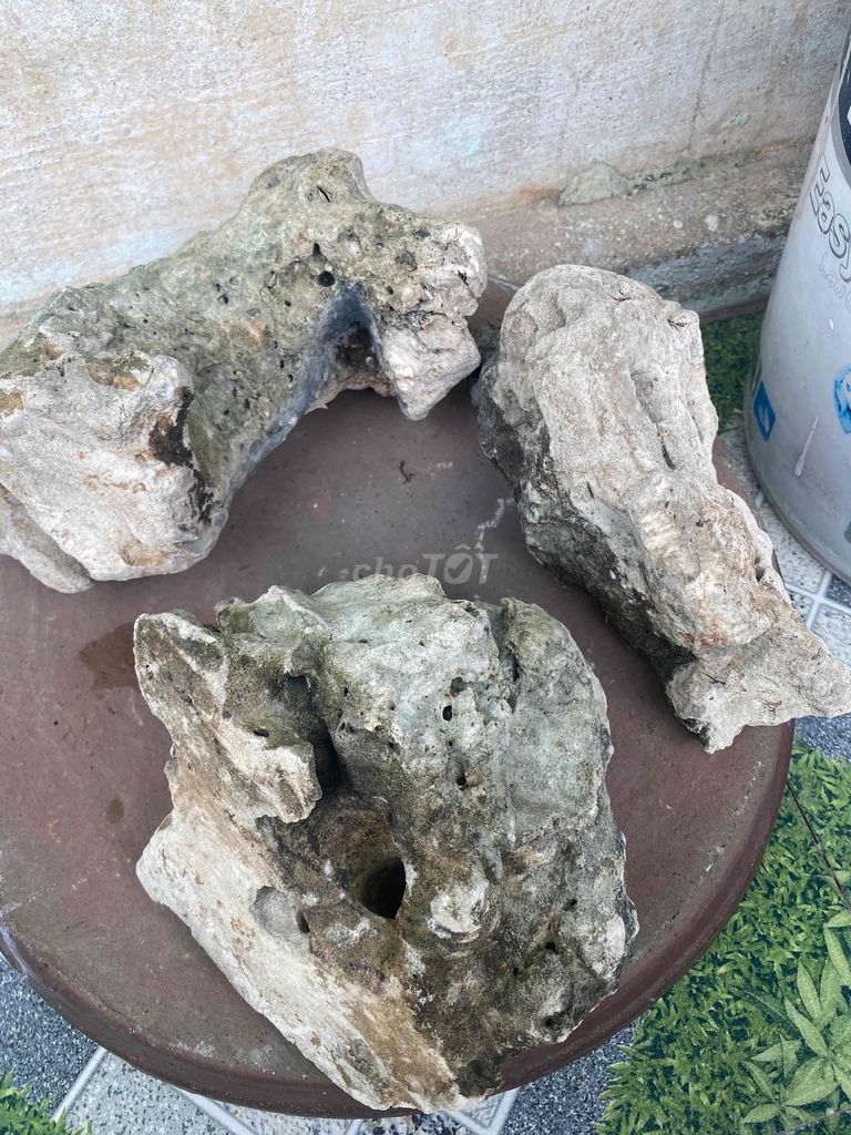 Đá San hô hơn 10kg. Mua bán Cây cảnh, đồ trang trí tại Quận Tân Bình Tp Hồ Chí Minh được đăng bởi long hình 1