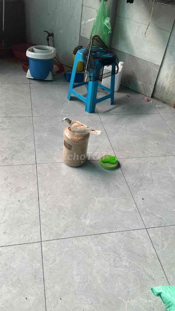 Chim cảnh màu Nâu. Mua bán Chim tại Huyện Gia Lâm Hà Nội được đăng bởi Lương Tuan hình 1