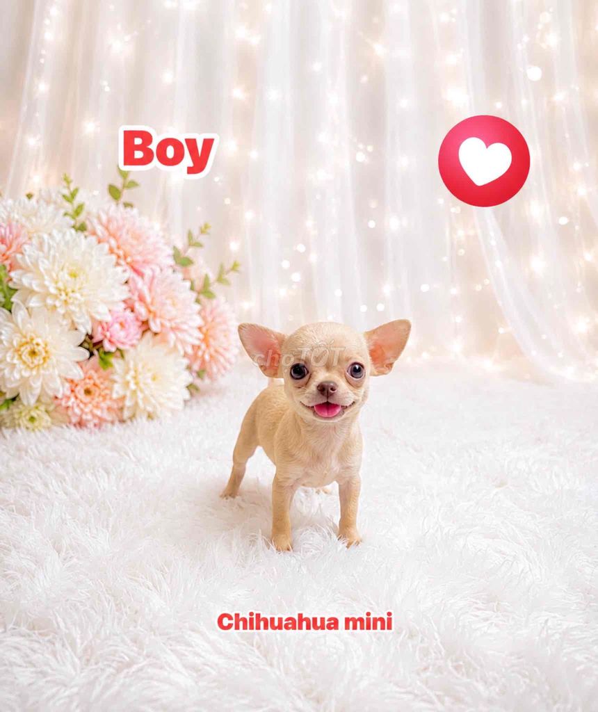 🍒CHIHUAHUA (ĐỰC) CREAM HỒNG STYLE TÂY MINI 🍒. Mua bán Chó tại Huyện Hóc Môn Tp Hồ Chí Minh được đăng bởi SIÊU PET SG UY TÍN  hình 1